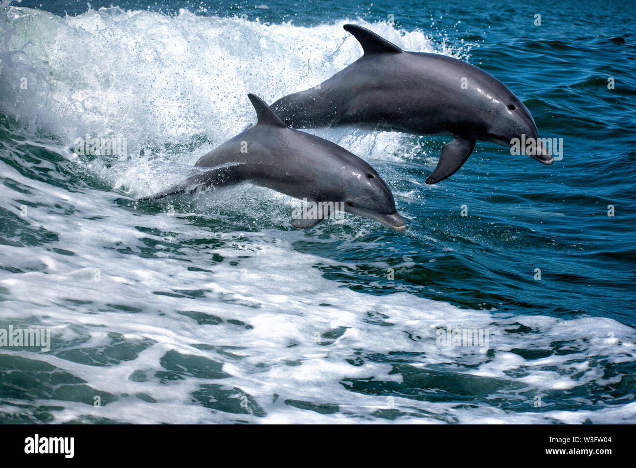 Dolphin Duo Jumping Stock Photo
