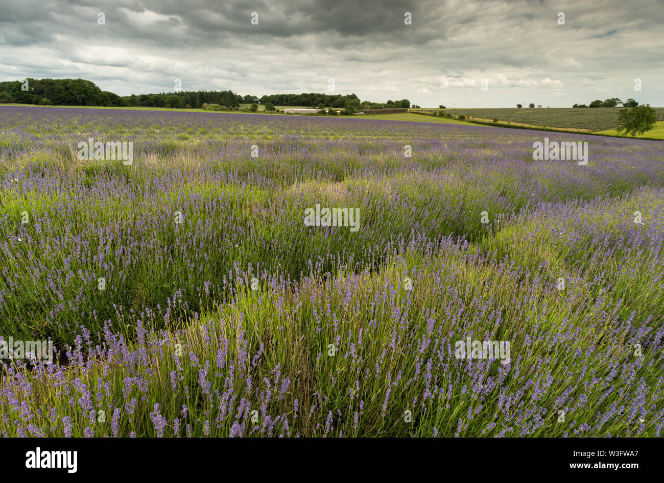 Vale of evesham july hires stock photography and images Alamy