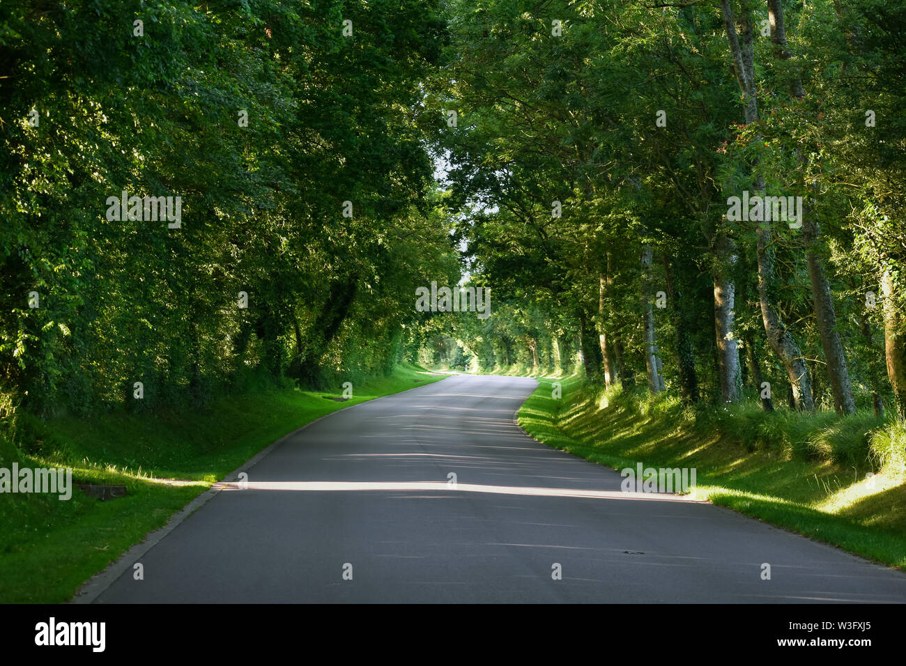 A curvy asphalt road through a green forest. Normandy, France. Stock Photo