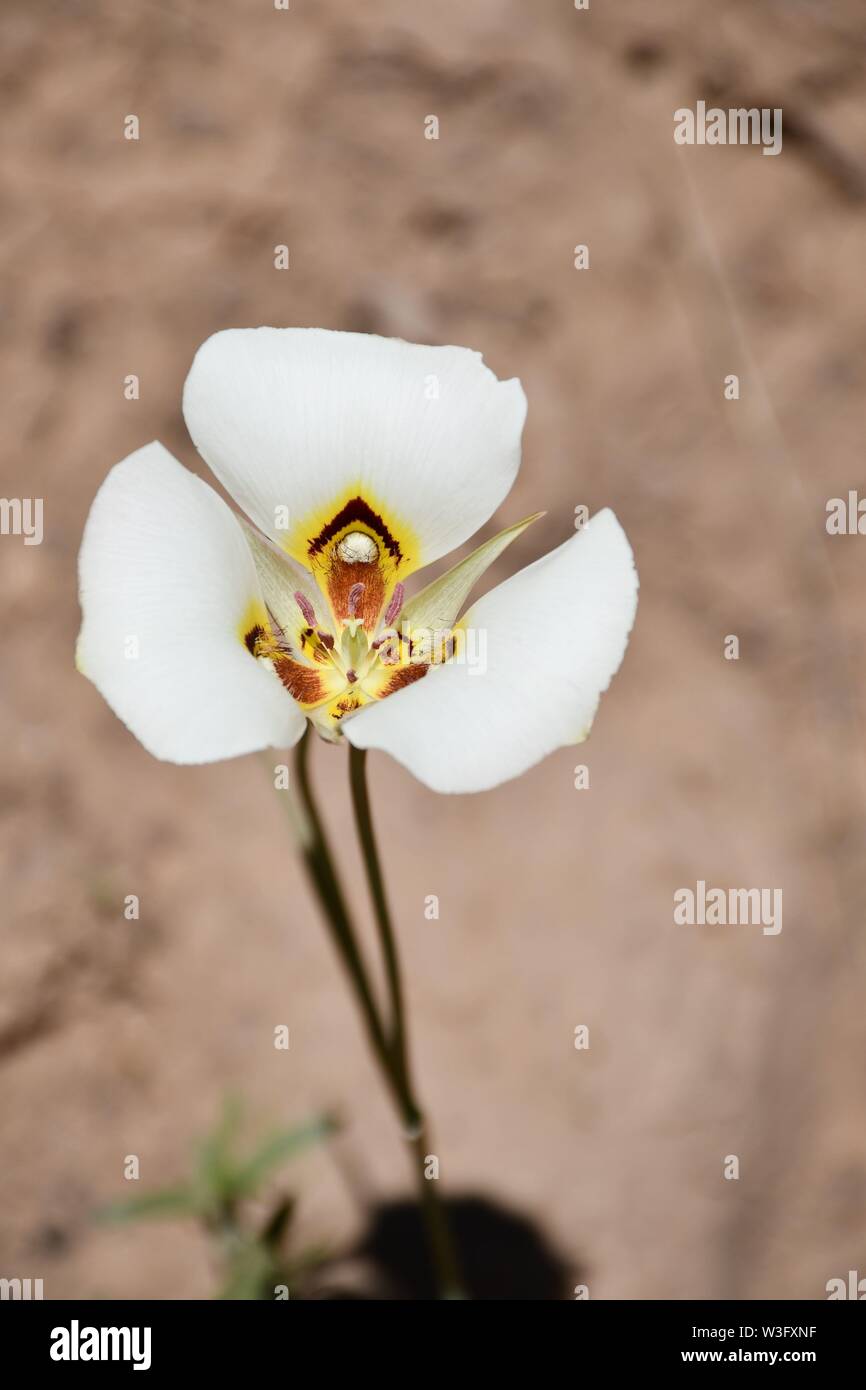 Sego Lily High Resolution Stock Photography And Images Alamy
