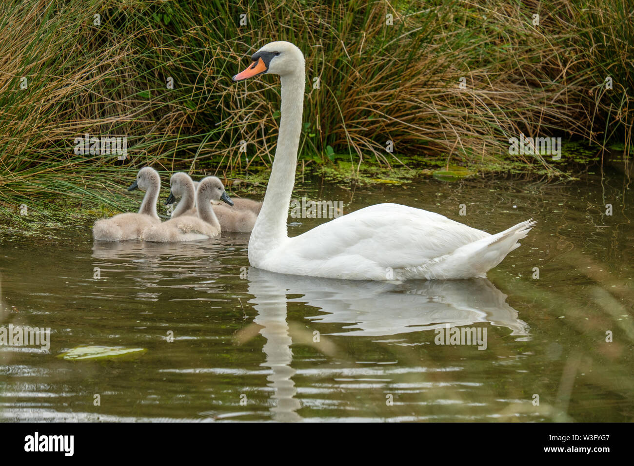 Mute Swan Cygnus olor and Young Bushy Park Hampton London England UK
