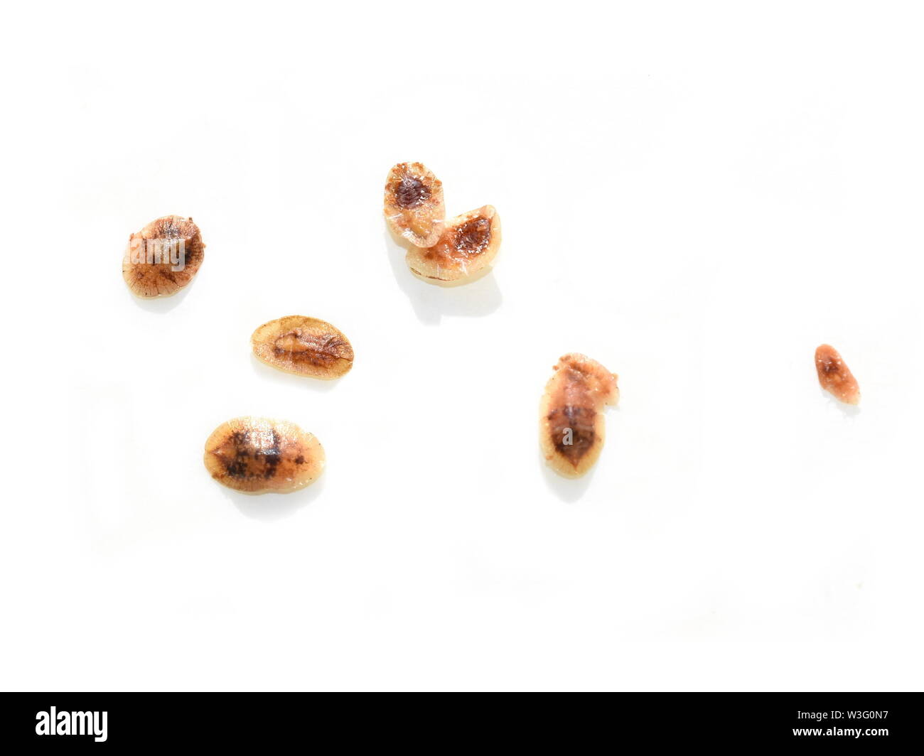 Brown scale insects coccoidea isolated on white background Stock Photo