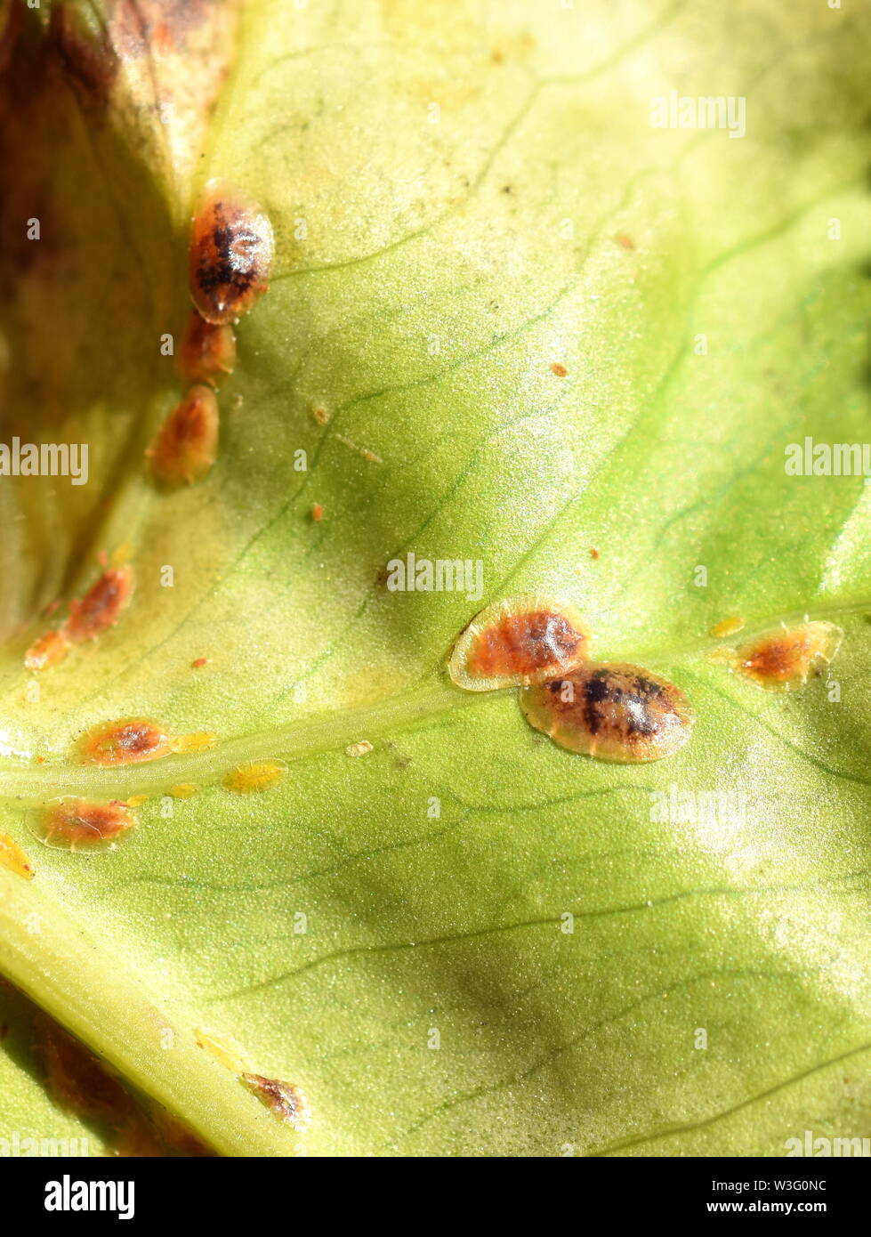 Leaf heavily infested by scale insects coccoidea Stock Photo