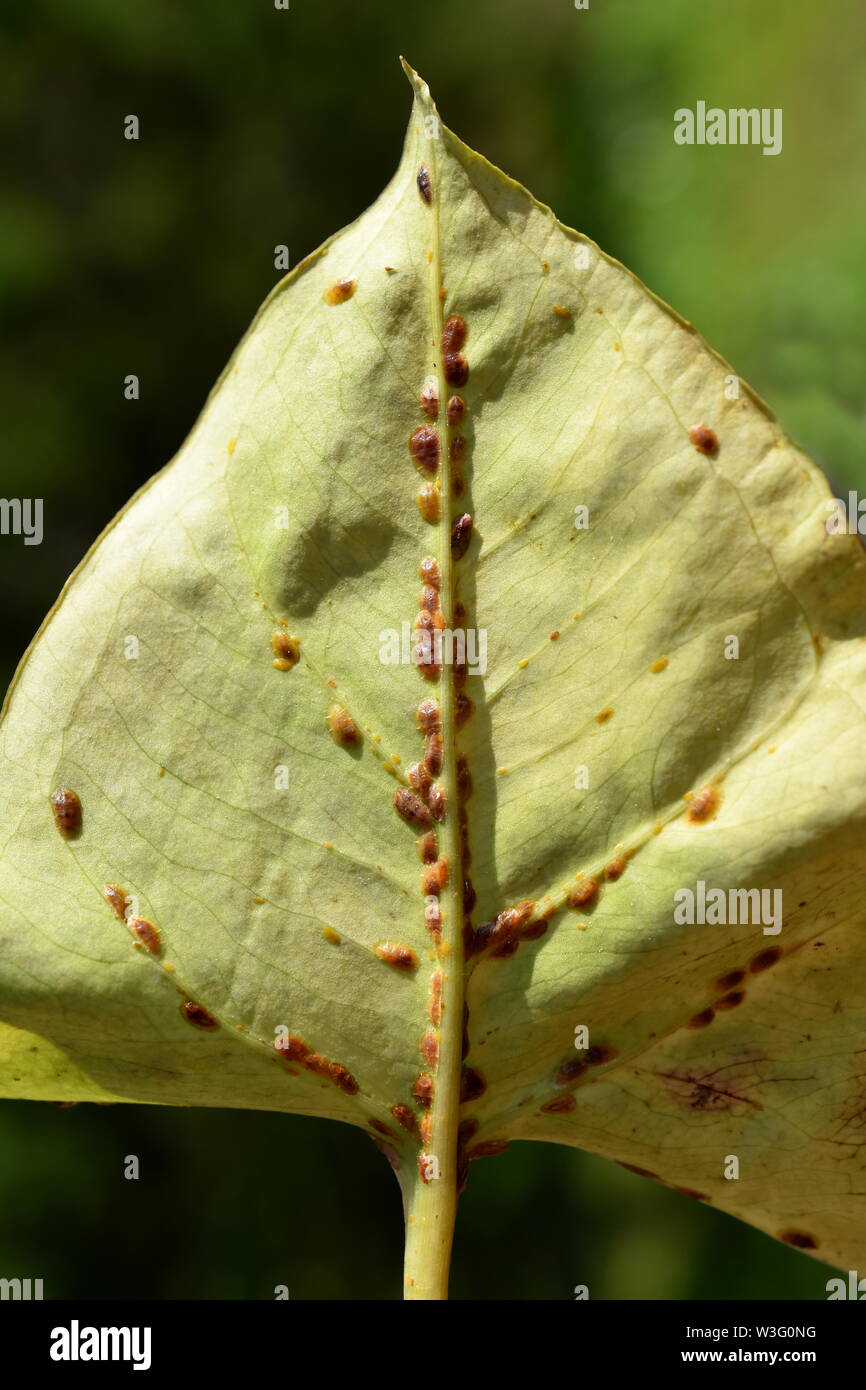 Leaf heavily infested by scale insects coccoidea Stock Photo