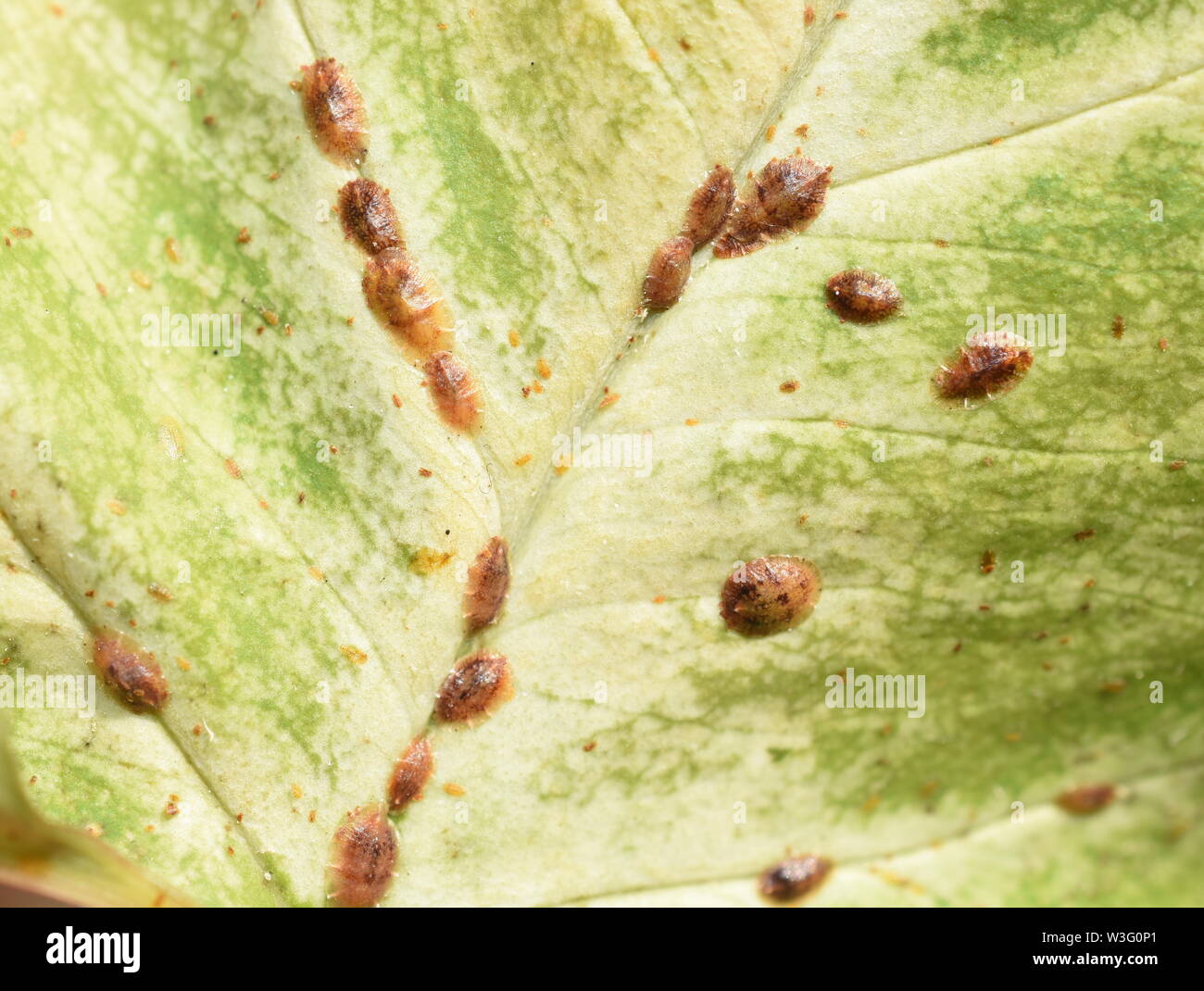 Leaf heavily infested by scale insects coccoidea Stock Photo