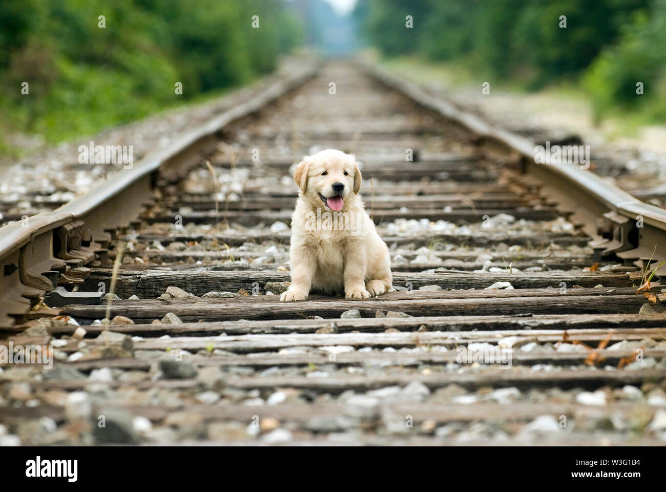 Puppy sitting on railroad tracks Stock Photo Alamy