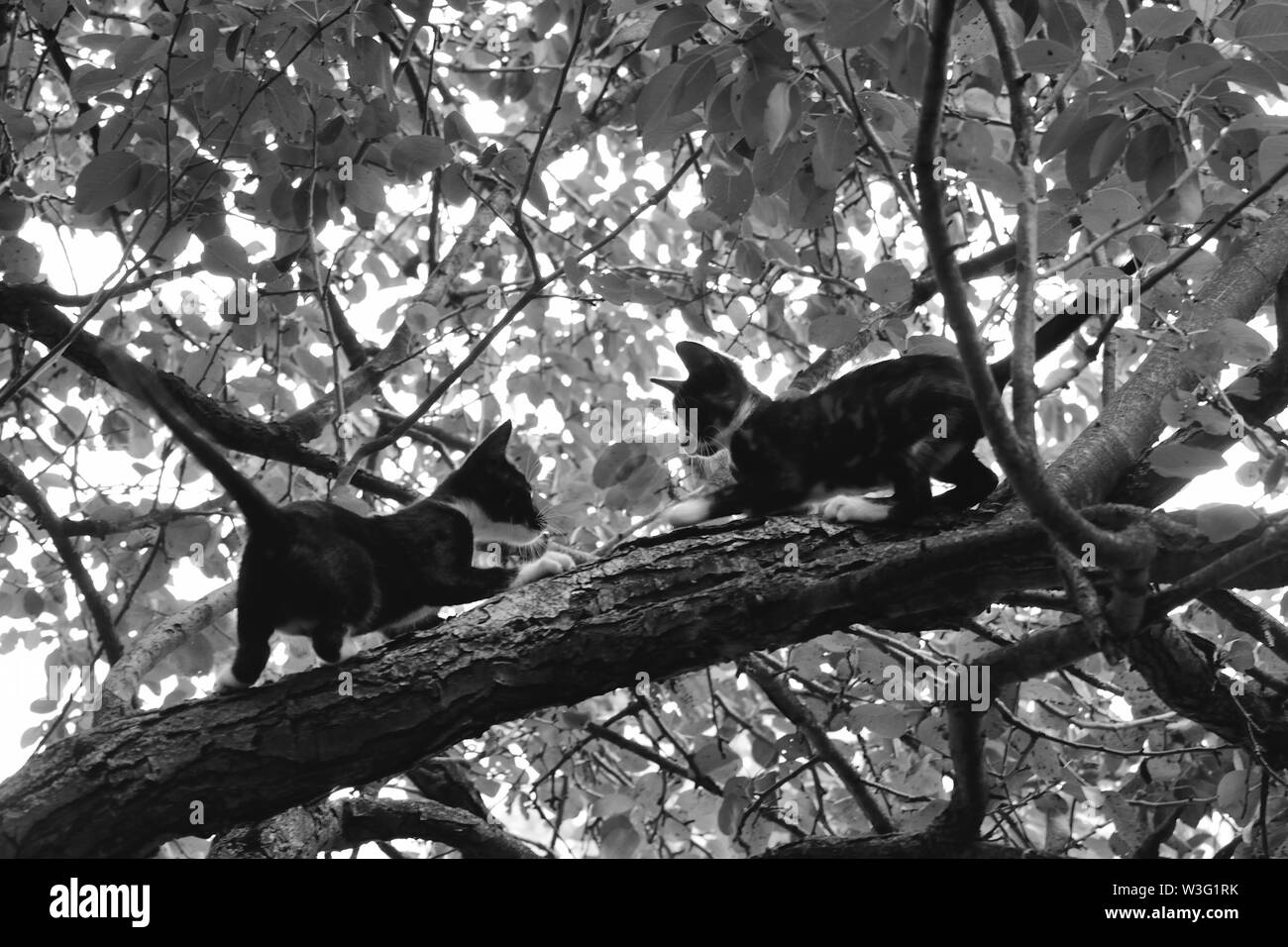 Two kittens playing on a tree, black and white.Monochrome background, Felis catus Stock Photo