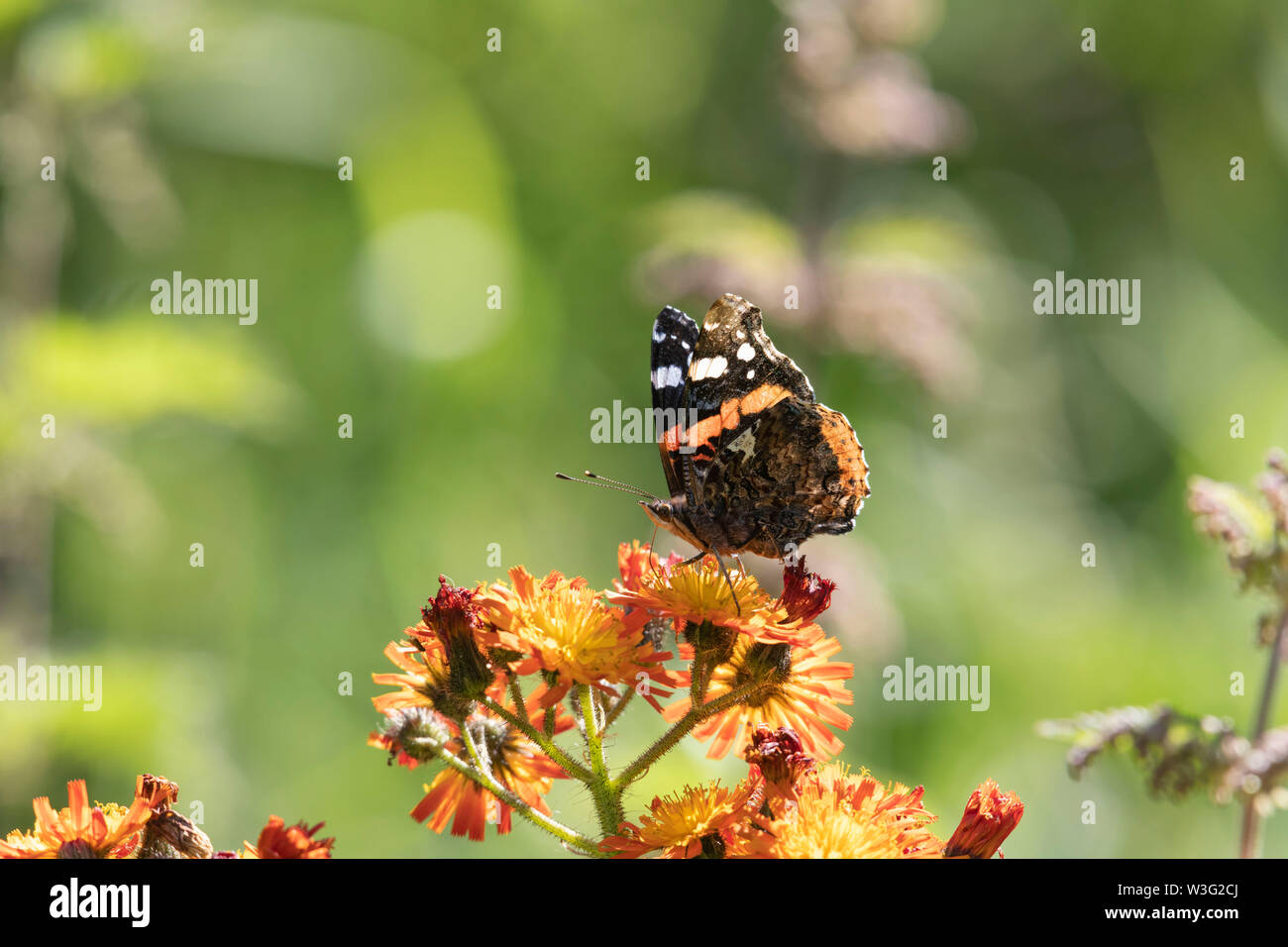 A Red Admiral Butterfly (Vanessa Atalanta) Feeding on 'Fox and Cubs' (Pilosella Aurantiaca) With Common Nettles Closeby Stock Photo