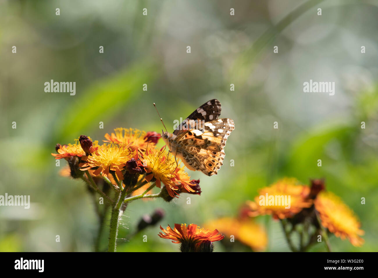 A Painted Lady Butterfly (Vanessa Cardui) Feeding on the Wildflower 'Fox and Cubs' (Pilosella Aurantiaca), Also Known as 'Devils Paintbrush' Stock Photo
