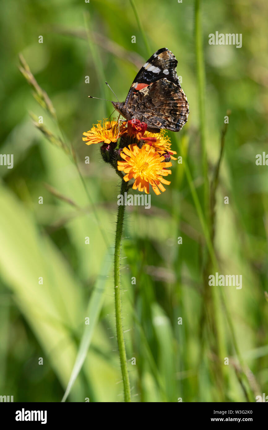 A Red Admiral Butterfly (Vanessa Atalanta) on 'Fox and Cubs' (Hieracium Aurantiacum), Commonly known as 'Grim the Collier' Stock Photo