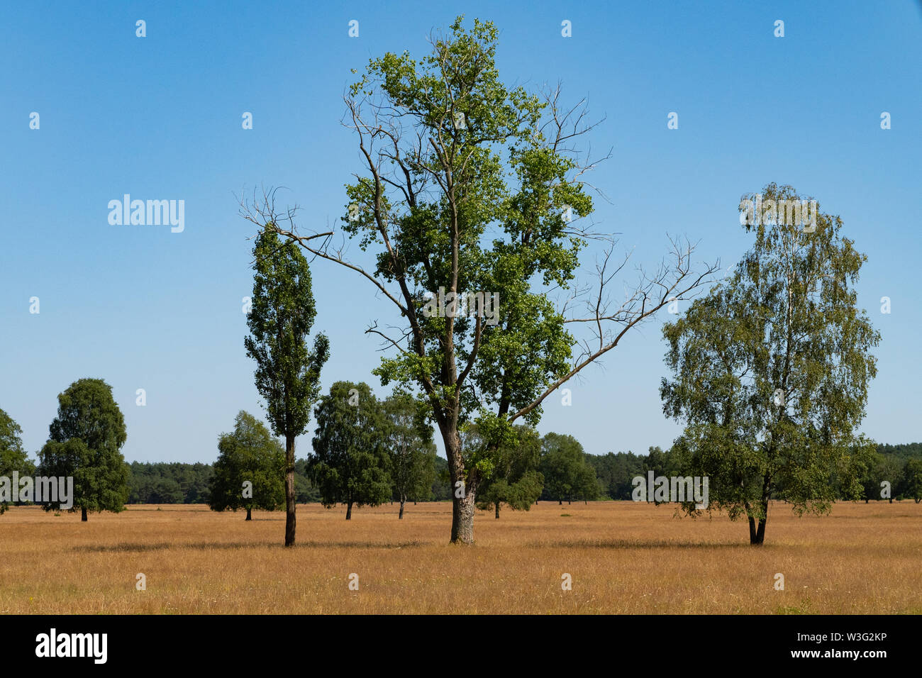 Some lonely trees on golden grass looking like a savanna - grass desert Stock Photo