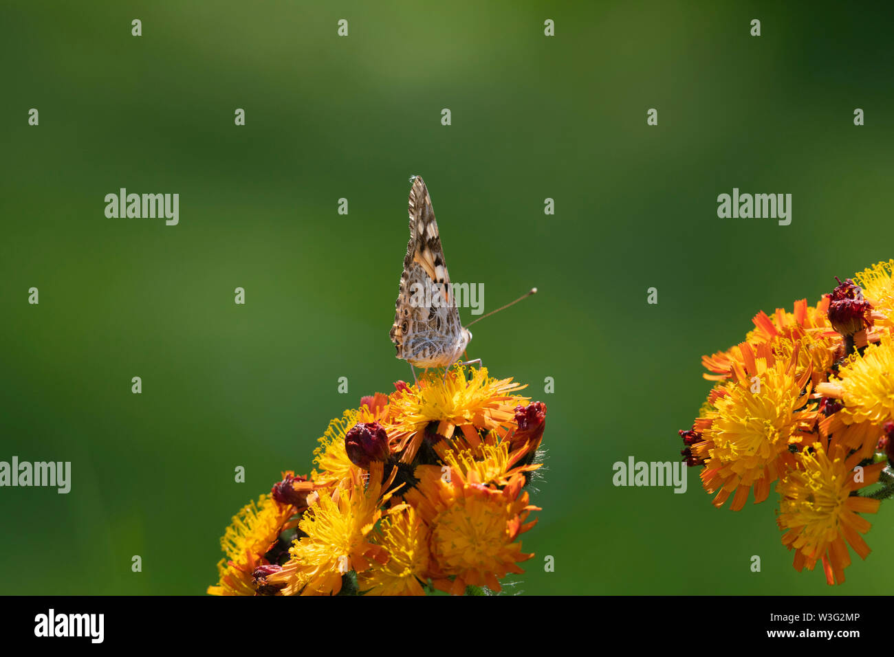 A Painted Lady Butterfly (Vanessa Cardui) Sitting on the Wildflower 'Fox and Cubs' (Hieracium Aurantiacum) with a Green Background Stock Photo