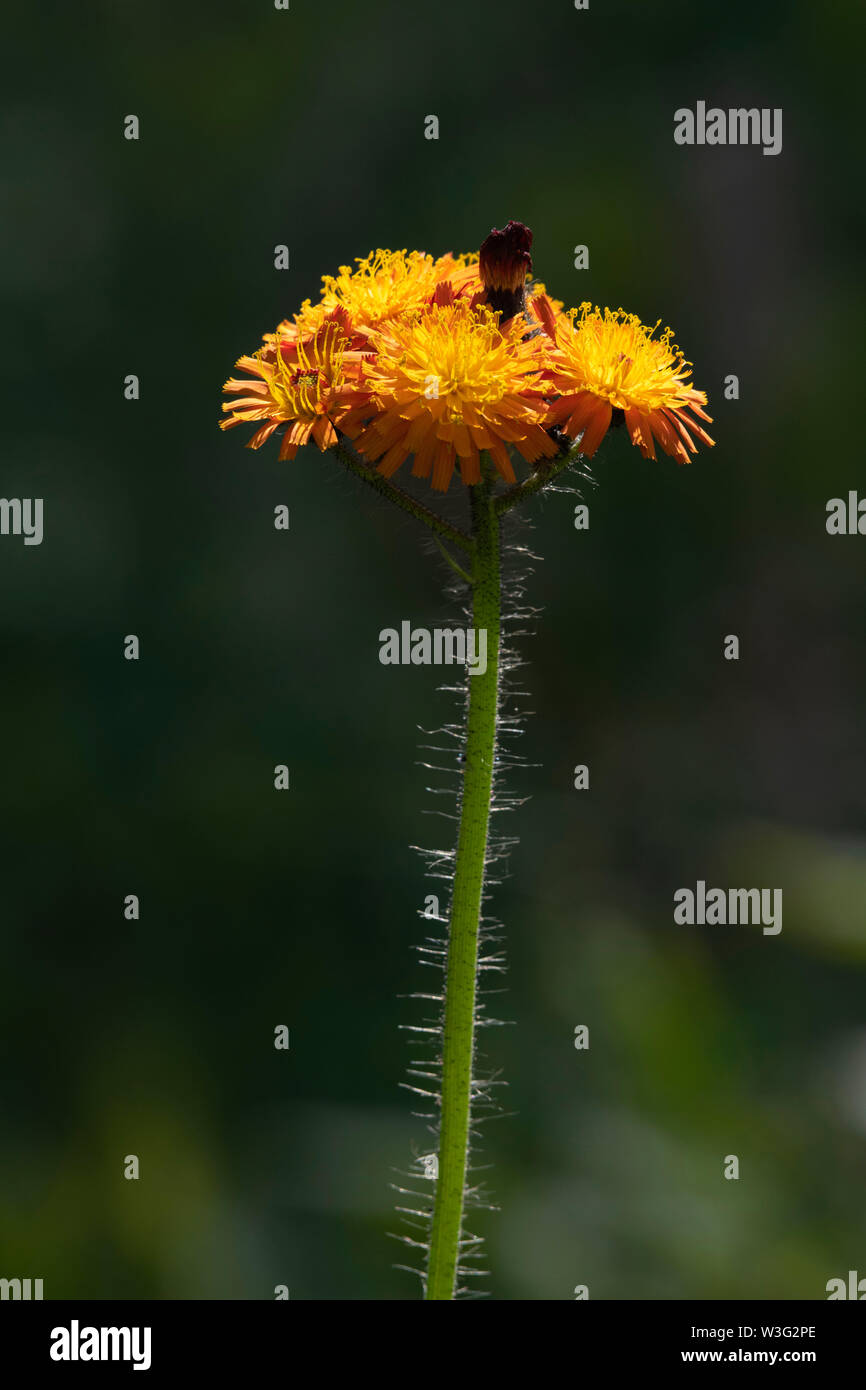 A Single Head of the Wildflower Pilosella Aurantiaca, Commonly Known as 'Orange Hawkweed' or 'Golden Mouse Ear', Against a Dark Background Stock Photo
