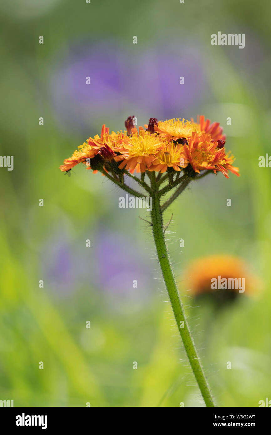 A Single Head of the Wildflower Pilosella Aurantiaca, Commonly Known as 'Fox and Cubs', with Purple Flowers in the Background Stock Photo