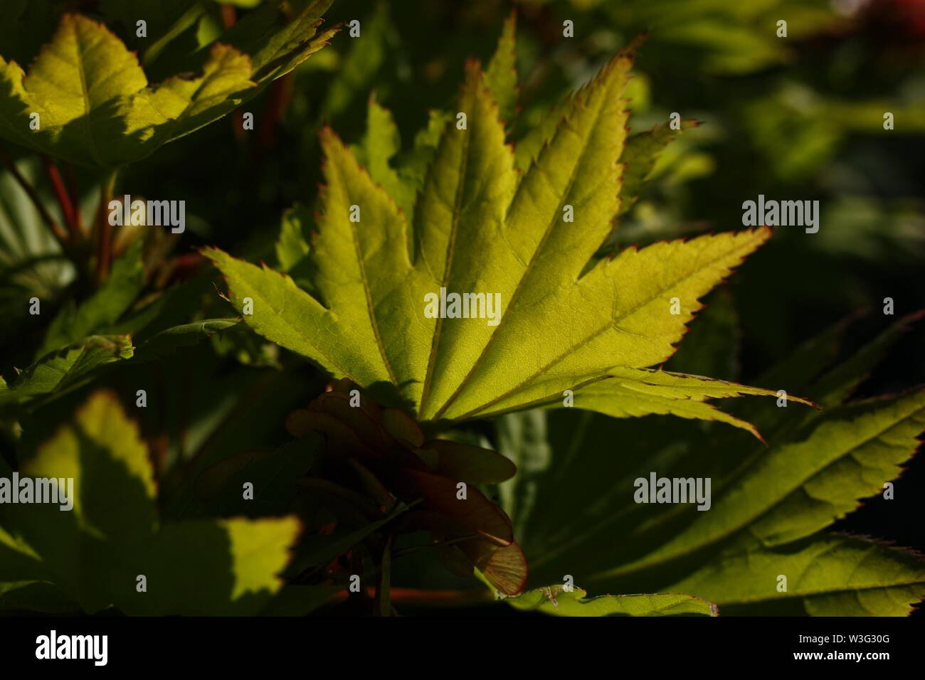 Amazing green leaves hi-res stock photography and images - Alamy