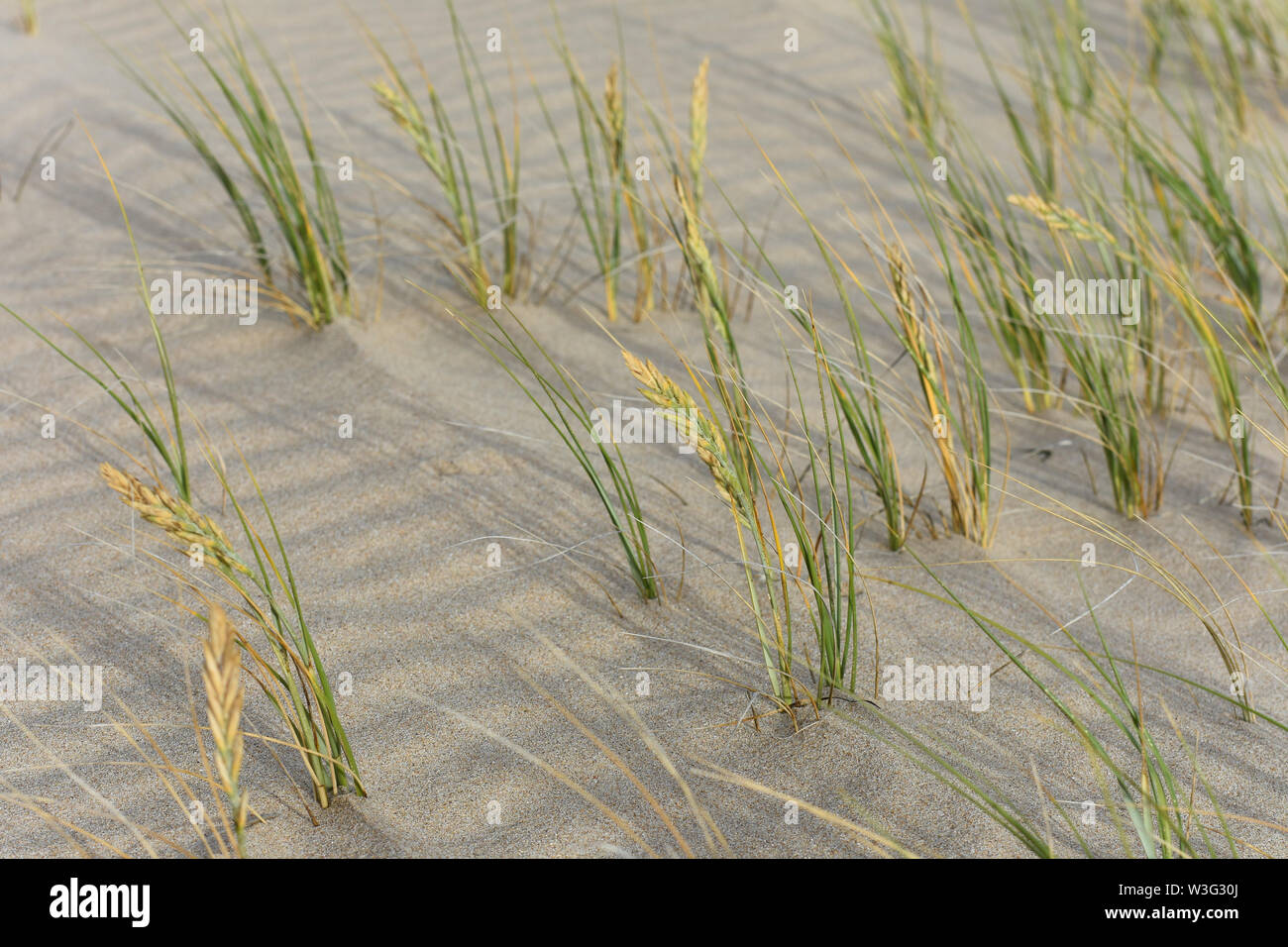 Dune Grass Blowing In Wind On Rippled Sand Stock Photo