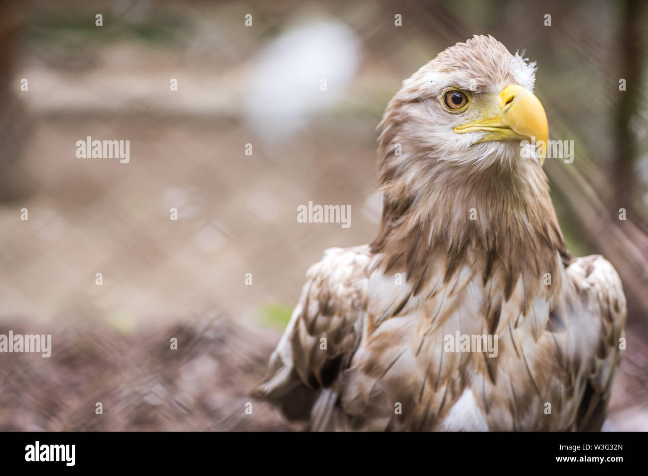 Mighty white tailed eagle called Haliaetus Albicilla in a cage in zoo, Poland Stock Photo