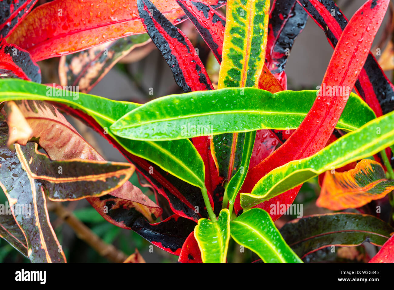 Bright Colorful Variegated Croton Foliage. Codiaeum variegatum Stock Photo