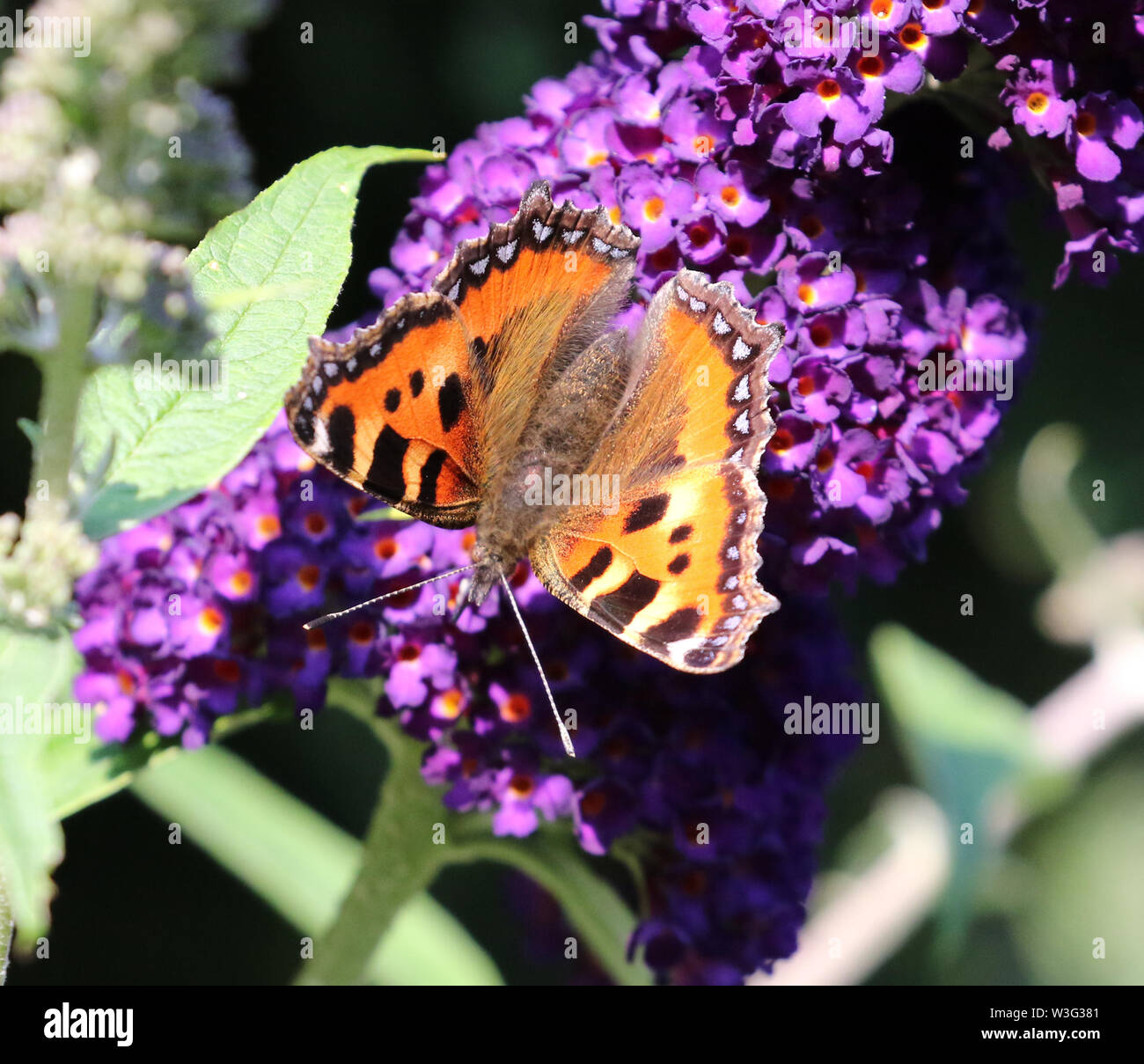 Tortoiseshell butterfly Stock Photo