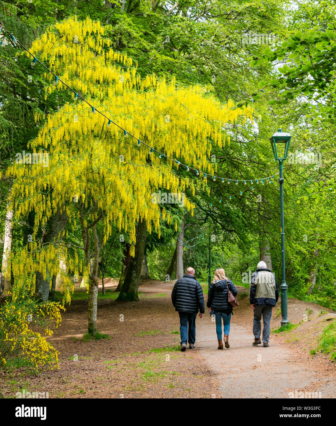 People walking in Ness Island with colourful Laburnum tree in bloom,  Inverness, Scotland, UK Stock Photo