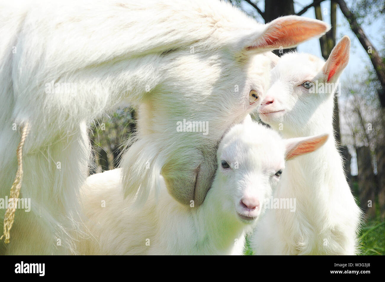 Clouseup of three white goats standing among green grass on a warm spring day. Family of a mother and her two children resting and spending time toget Stock Photo