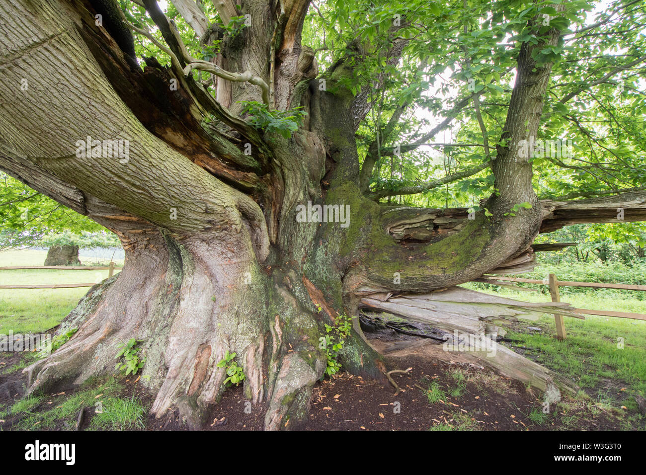 Cowdray Colossus, Sweet Chestnut tree, Castanea sativa, Sussex, June Stock Photo