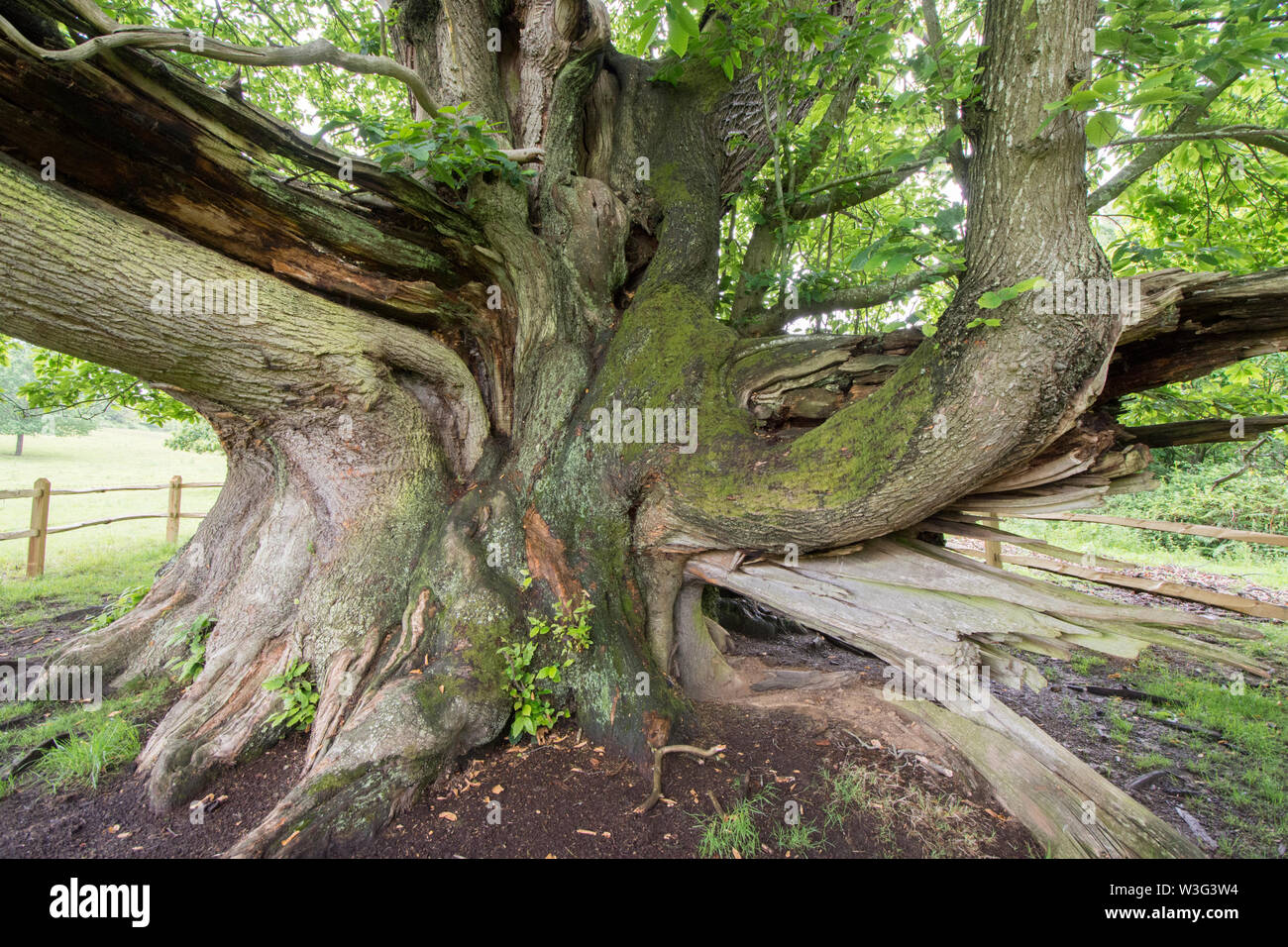 Cowdray Colossus, Sweet Chestnut tree, Castanea sativa, Sussex, June Stock Photo