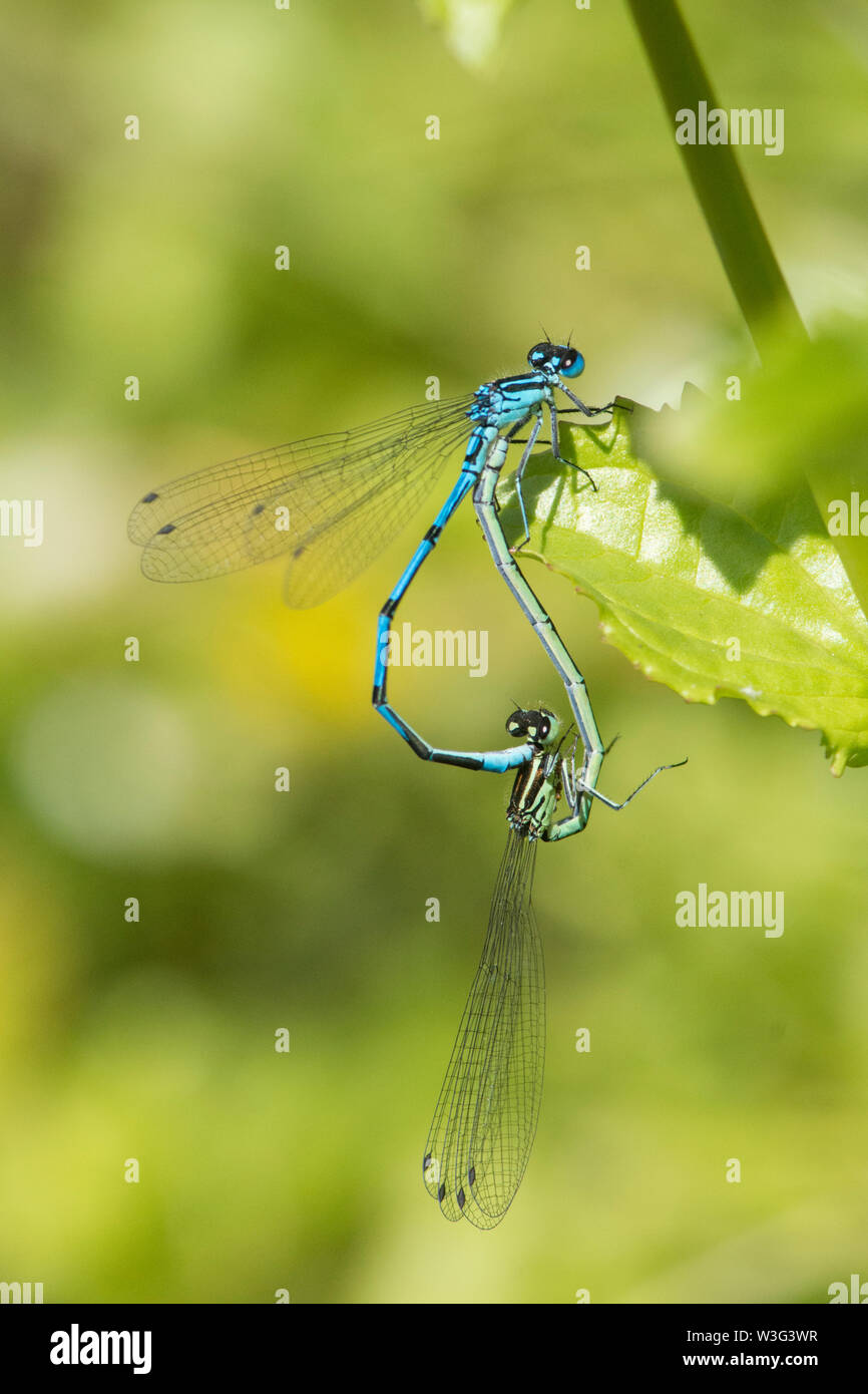 Azure damselfly, Coenagrion puella, pair mating in wheel position, on ...