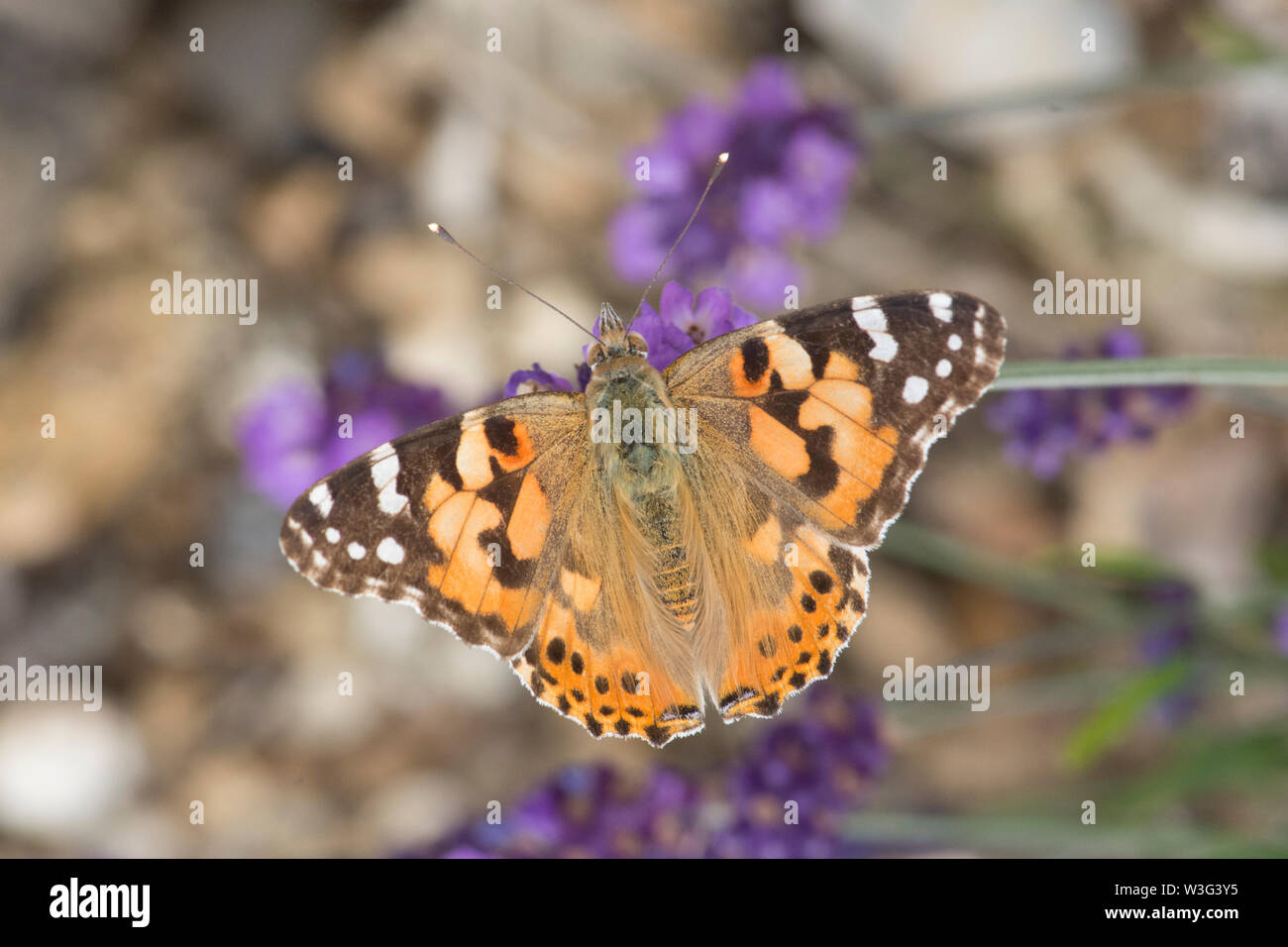 Painted Lady butterfly, Vanessa cardui, on lavender, newly arrived, migrated, wings open showing top, upper, Sussex, UK, June Stock Photo