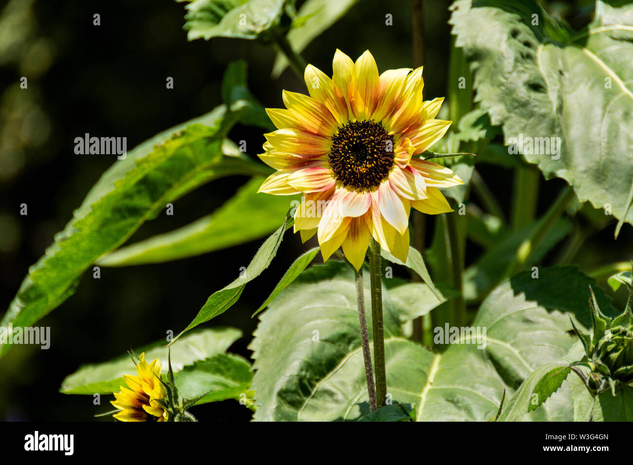 Common Sunflower growing outdoors in a botanical garden. Its Binomial name is Helianthus annuus. Sunflowers grow best in full sun. Stock Photo