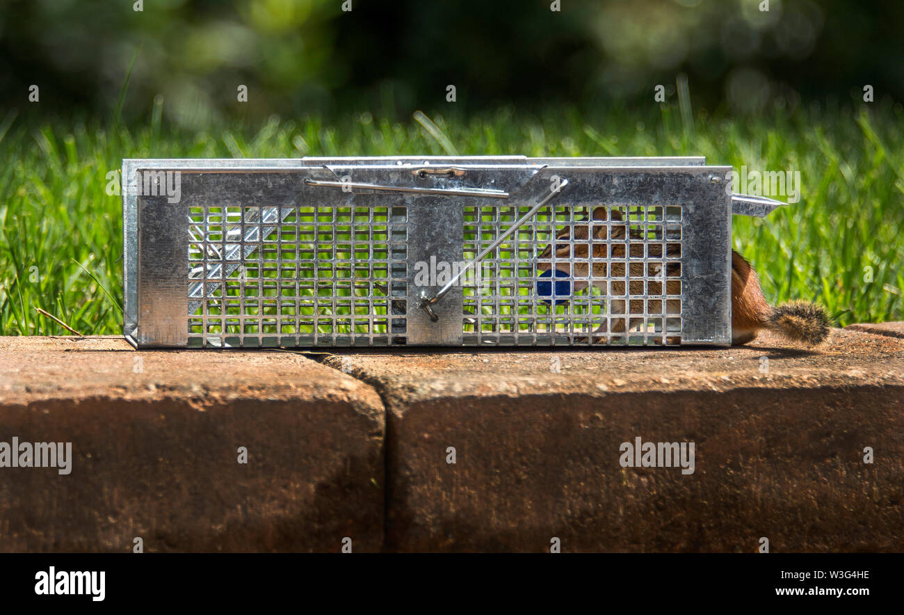 Backyard chipmunk trap Stock Photo - Alamy