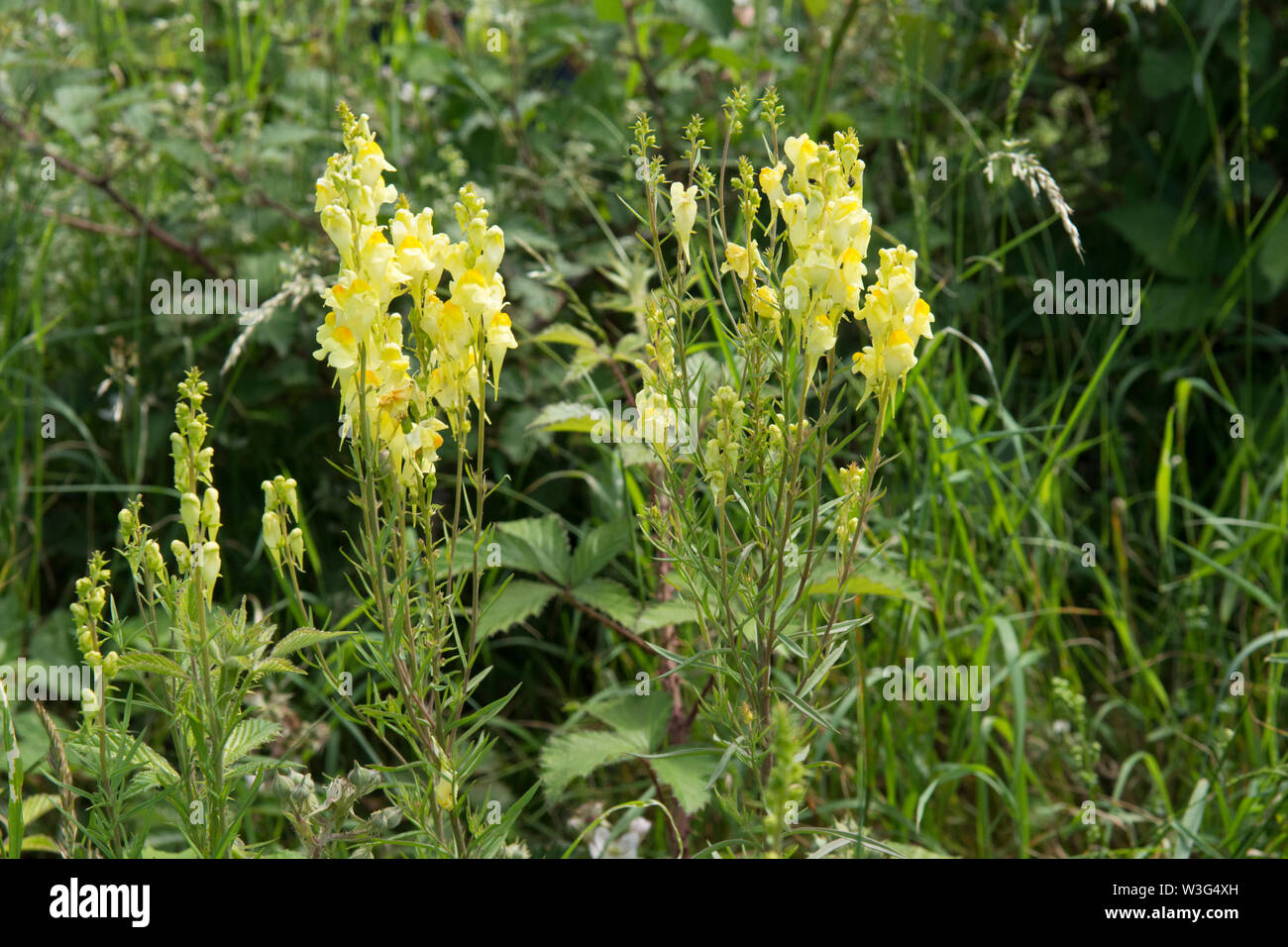 Common Toadflax, Yellow Toadflax, Linaria vulgaris, in flower, flower spike, Sussex, UK, June Stock Photo