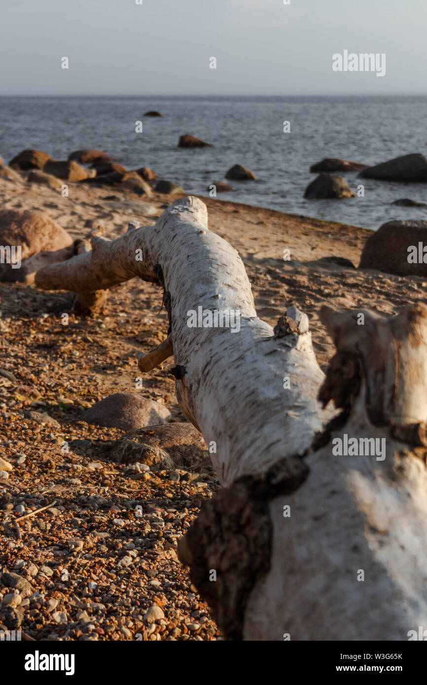 Dried birch tree trunk laying on a Baltic sea beach, which is covered with stones, in Latvia. Stock Photo