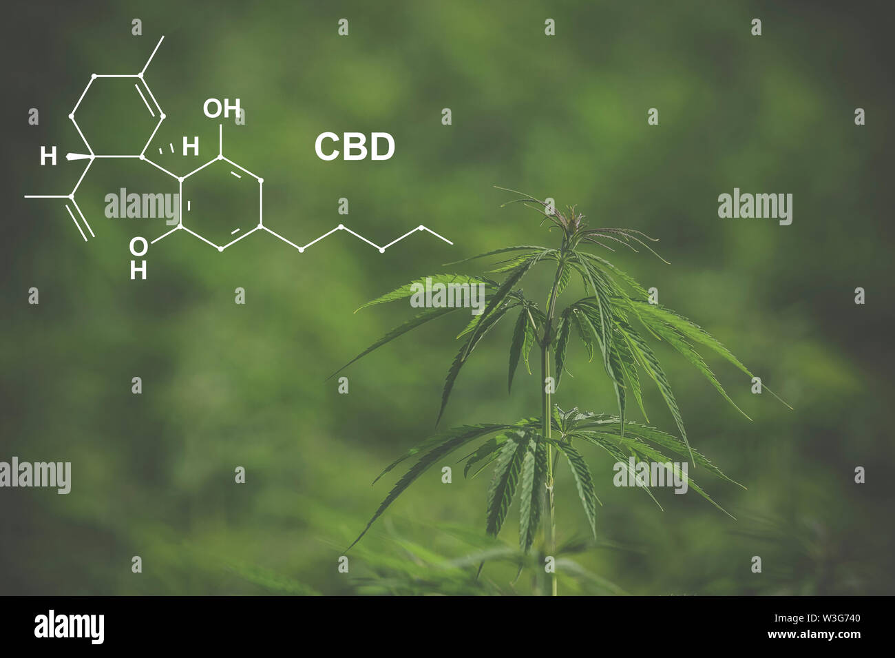 Image medicinal cannabis with extract oil of the formula CBD cannabinol ...