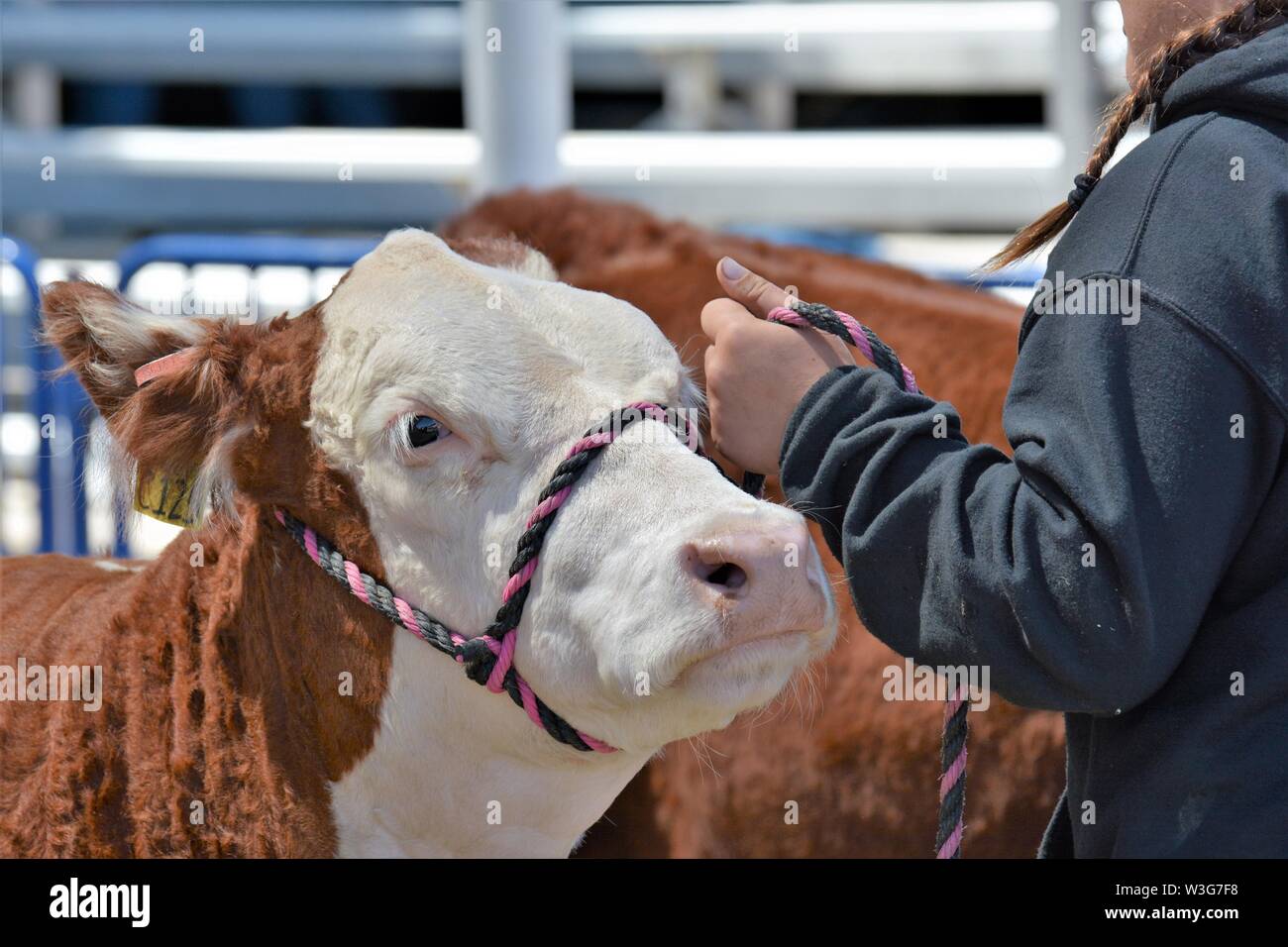 Real teen girl seeing her winning 4H FFA pet project steer off to meat