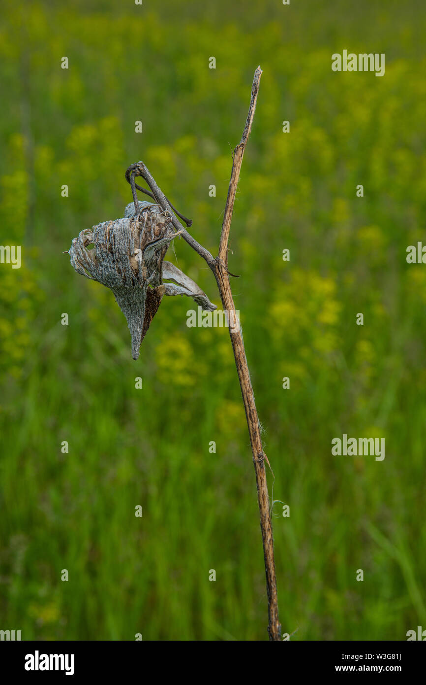 Remains of last season milkweed seed pod in contrast to the late spring wildflower colors in the background at a midwest prairie preserve Stock Photo