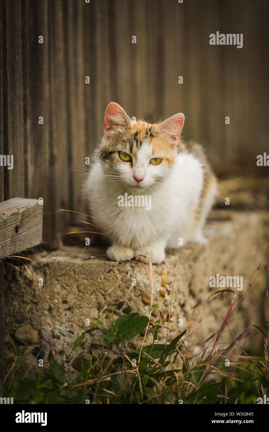 Orange and white cat with yellow eyes, pink nose and long whiskers sitting on low wall, brown wooden fence in background. Green grass in foreground. Stock Photo