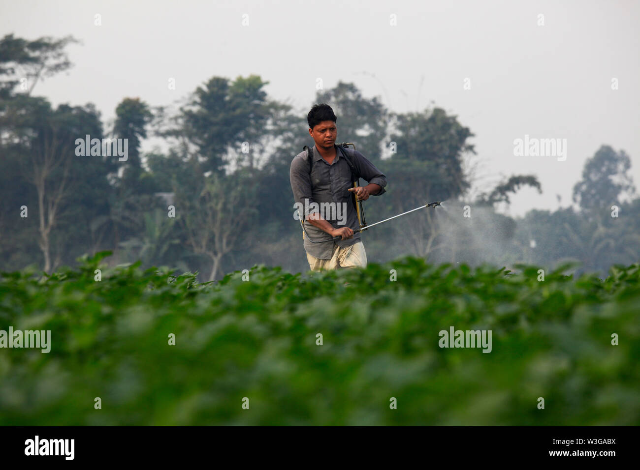 Farmer spraying pesticide in the potato field at Munshiganj in Dhaka, Bangladesh Stock Photo