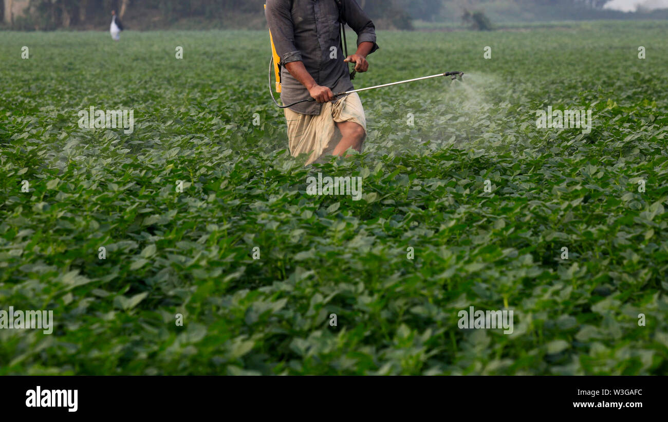 Farmer spraying pesticide in the potato field at Munshiganj in Dhaka