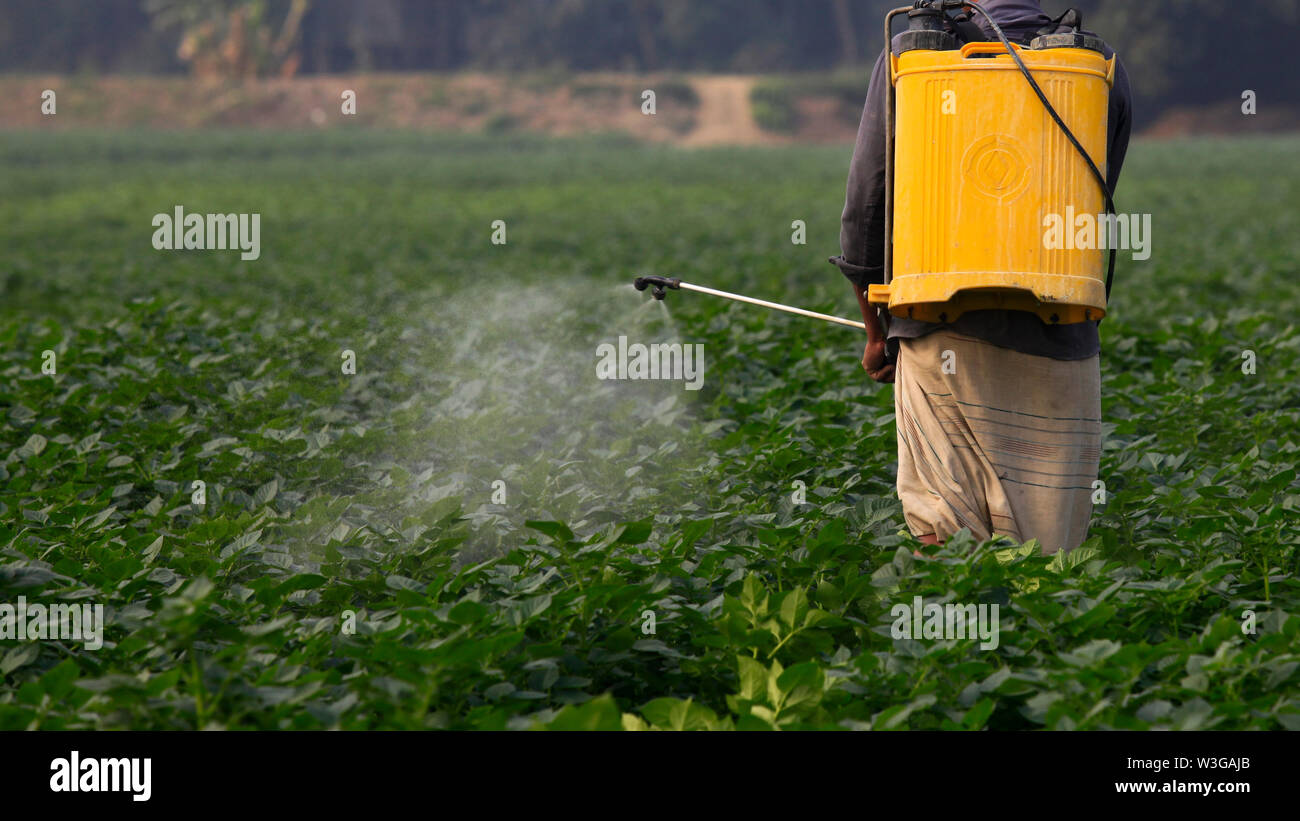 Farmer spraying pesticide in the potato field at Munshiganj in Dhaka, Bangladesh Stock Photo