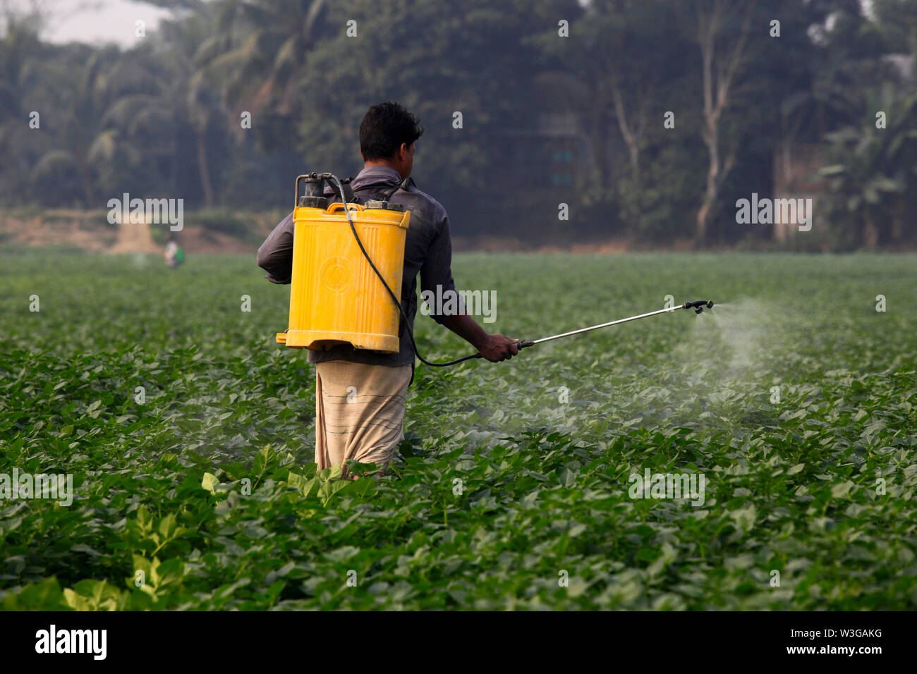 Farmer spraying pesticide in the potato field at Munshiganj in Dhaka, Bangladesh Stock Photo