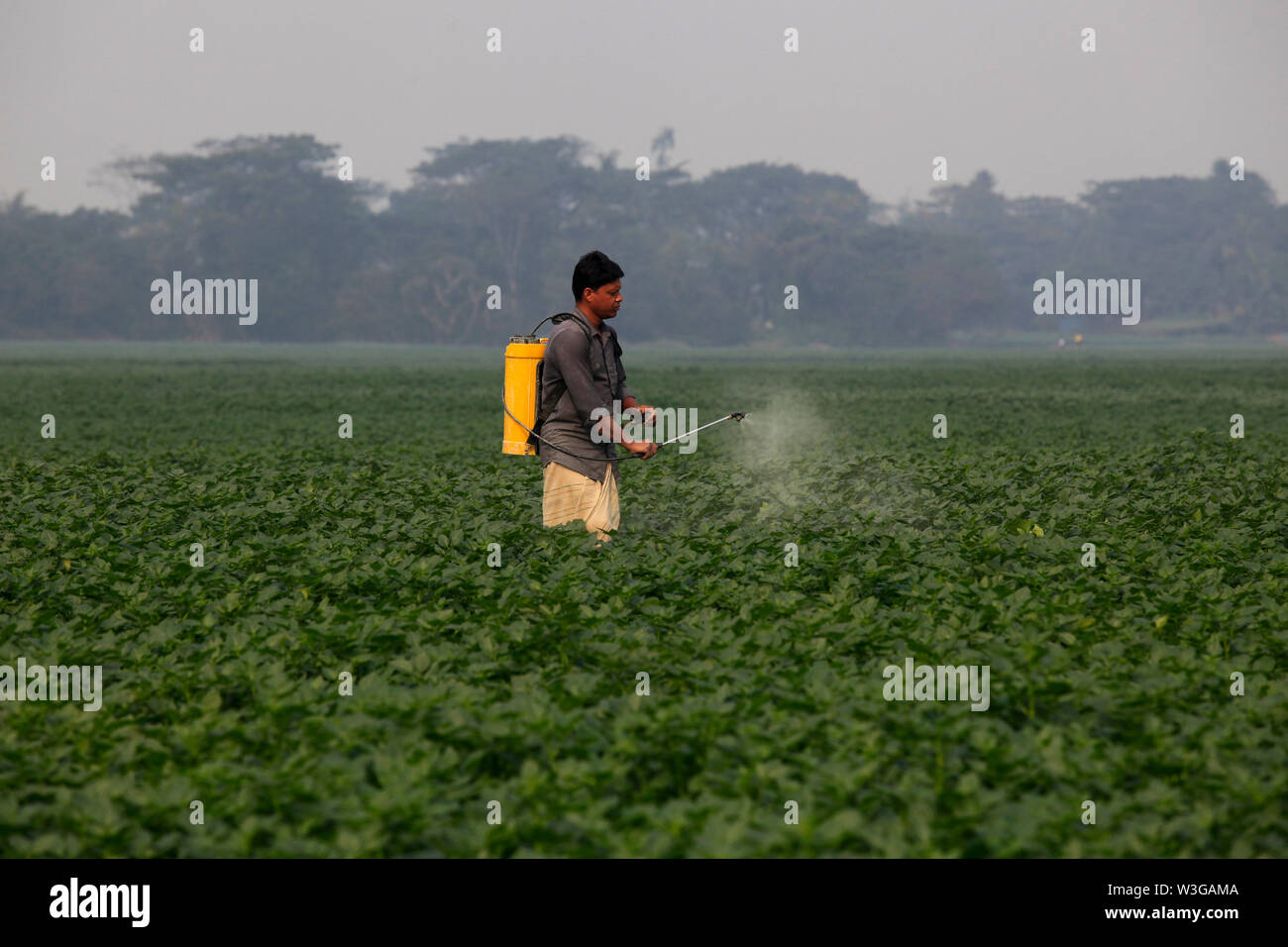 Farmer spraying pesticide in the potato field at Munshiganj in Dhaka