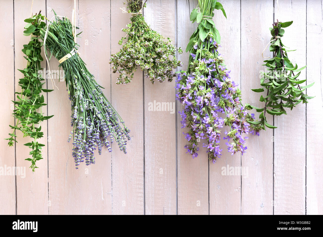 fresh lavender, sage, mint and marjoram are hanging to the ostrich to dry on a white wooden wall Stock Photo