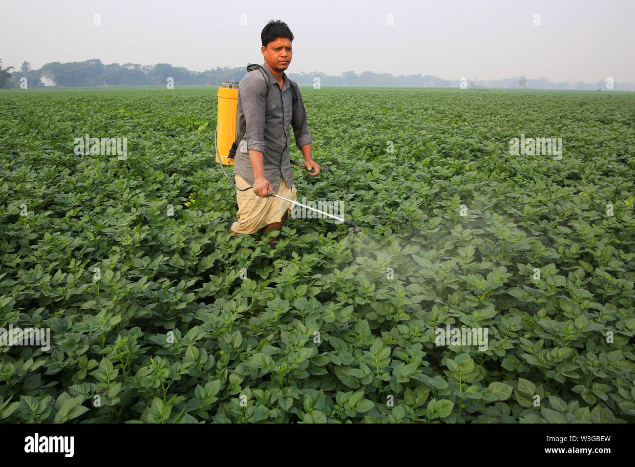 Farmer spraying pesticide in the potato field at Munshiganj in Dhaka