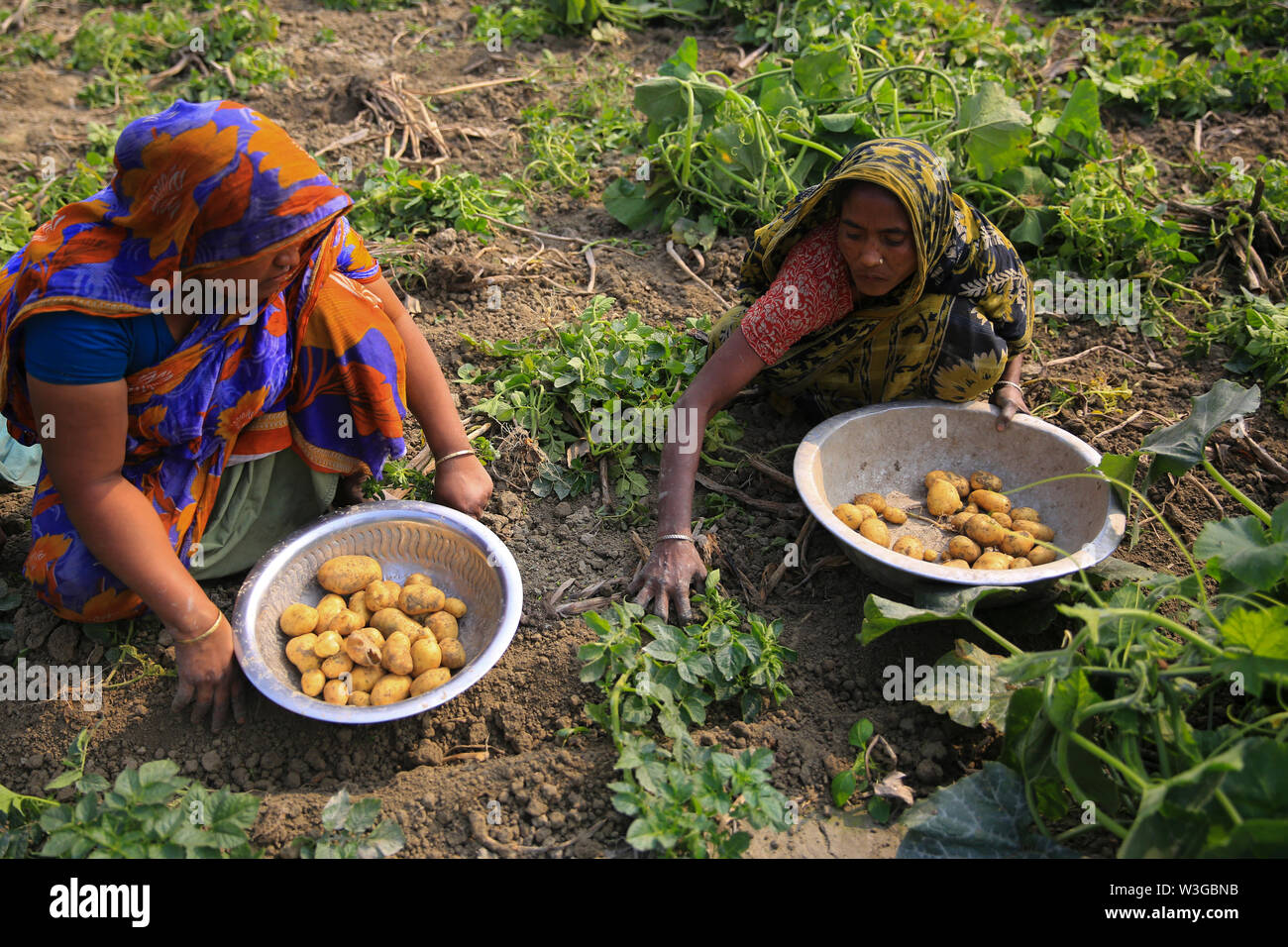 Women harvesting potatoes from the field. Munshiganj, Bangladesh. Stock Photo