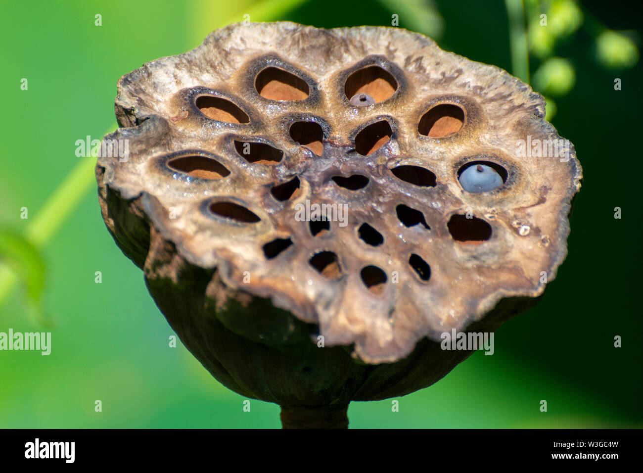 Decaying lotus hi-res stock photography and images - Alamy, image size:1300x956
