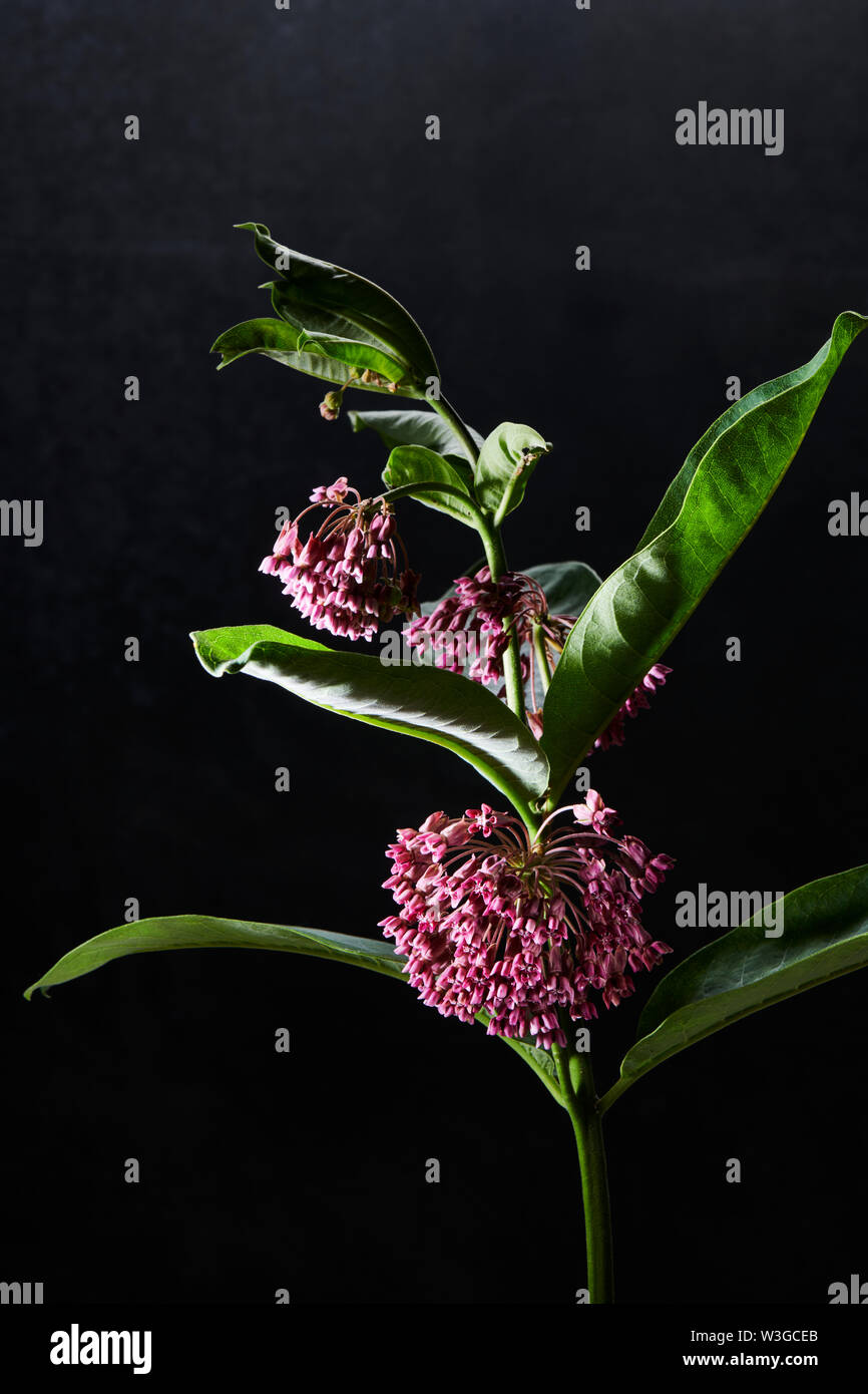 Medicinal plant milkweed hi-res stock photography and images - Alamy