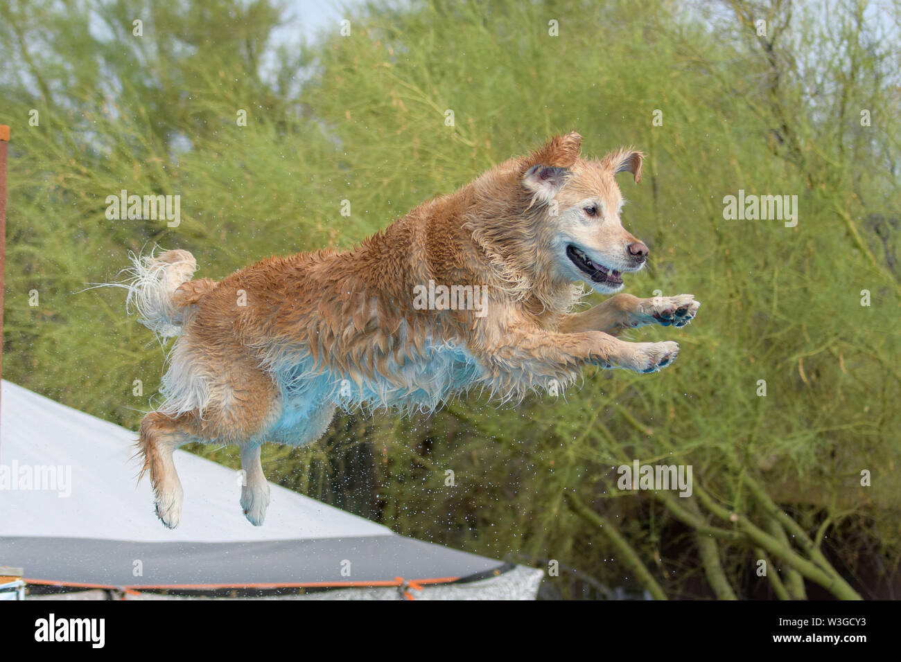 A wet golden retriever dock diving jumping into the pool Stock Photo