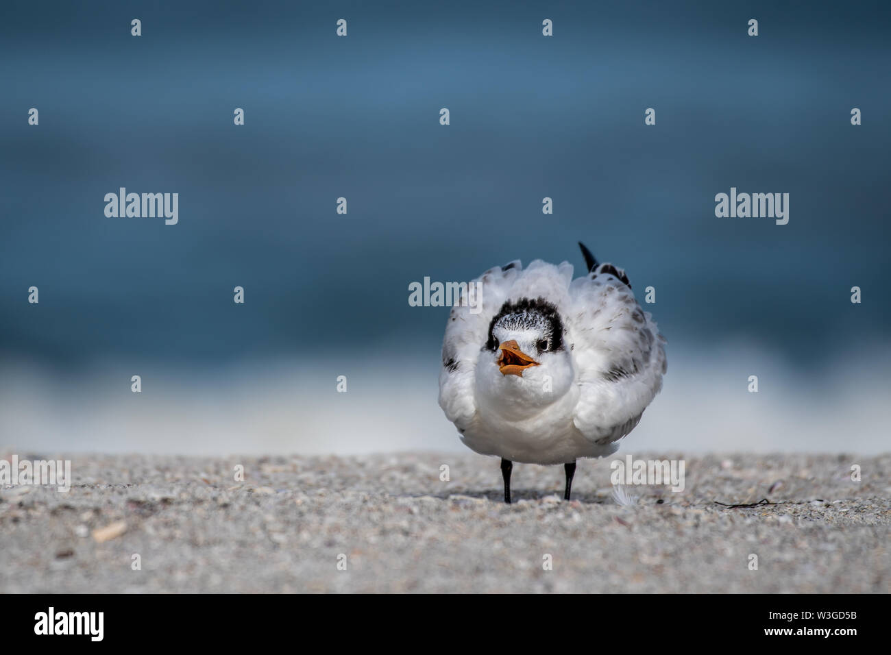 Shore bird in Florida - Royal tern on the beach Stock Photo
