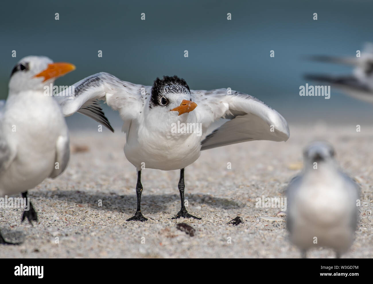 Royal terns on the beach learning to fly Stock Photo